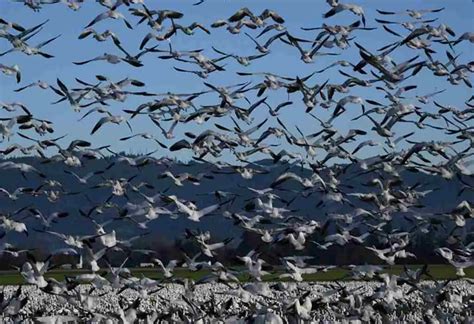 The Magic of Spectacular Flocks: Experiencing the Vastness of California's Goose Migration